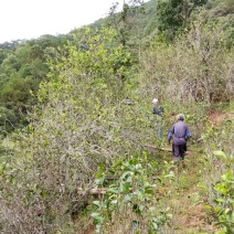 百年大树茶特级