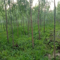 柳树种条2.5~3m