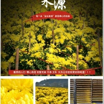 菊花茶特级