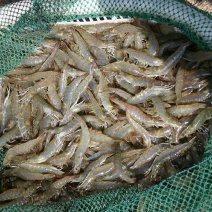 近缘新对虾食用活虾