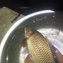 河鲤鱼1~2公斤食用