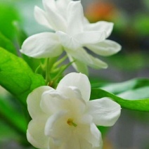 茉莉花苗浓香重瓣（包邮）