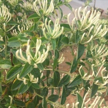 金银花1米以下