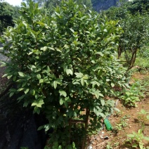金花茶叶一级