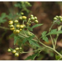 菊花茶特级