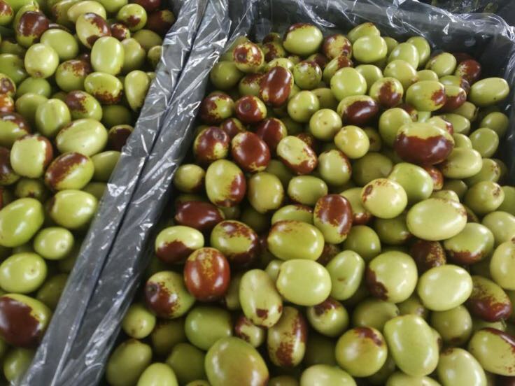 青枣选购指南示意图