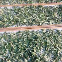 荷叶茶一级