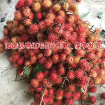 毛丹2cm以上