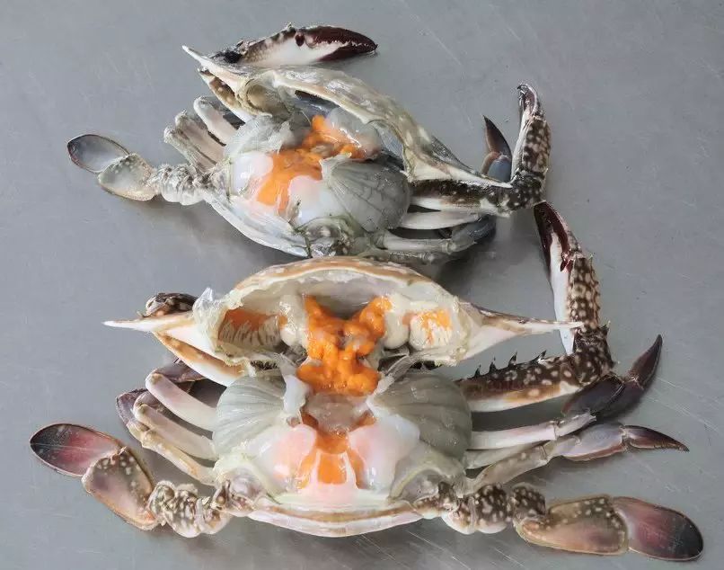 远海梭子蟹解剖特写