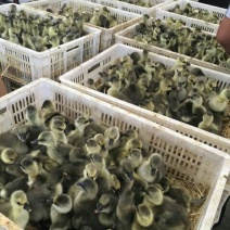 白鹅苗250g以下