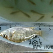 海鲈鱼鱼苗