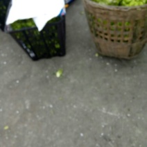 儿菜5两以上