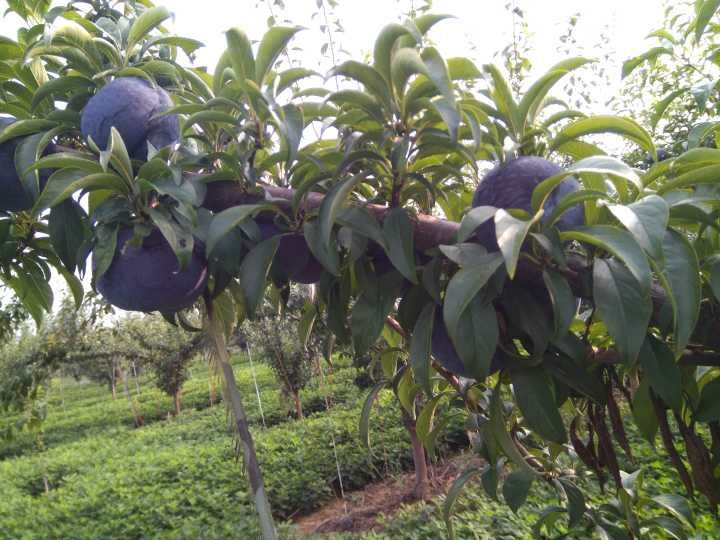 规模化种植的黑宝石李子园