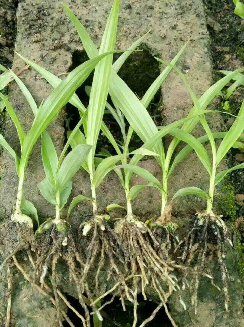 甘肃芨芨草批发图片