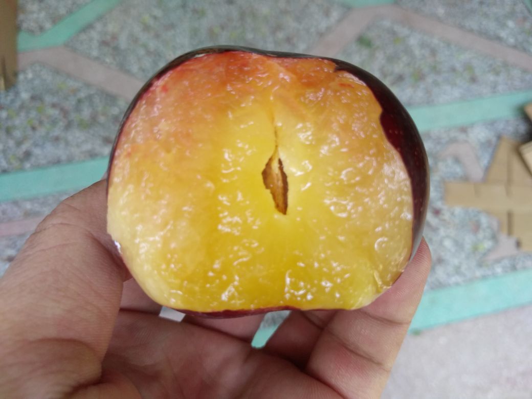 一颗成熟的红宝石李被横向切开,露出内部饱满的深玫瑰红色果肉,果核小而光滑,果皮呈紫红色带天然果粉,背景为田园果园环境,阳光柔和 红宝石李切面特写