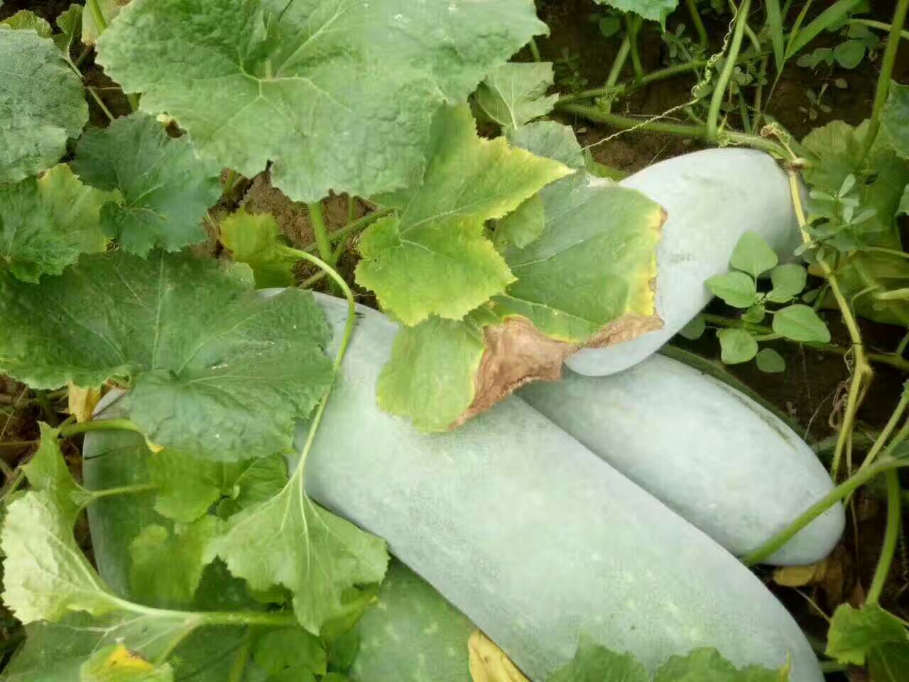 白皮冬瓜采收场景