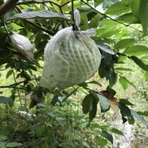 番石榴苗30~50cm，现挖现发货，保障质量