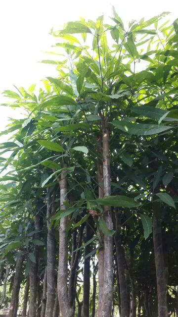 [扁桃树批发]广西钦州灵山县扁桃树 38.00元/棵广西扁桃树 _ 一亩田