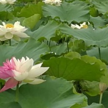 莲蓬8cm以上