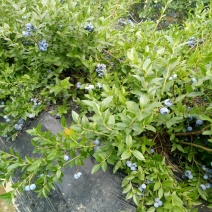 美登蓝莓鲜果4~6mm以上