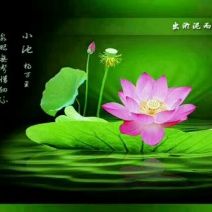 荷叶茶特级