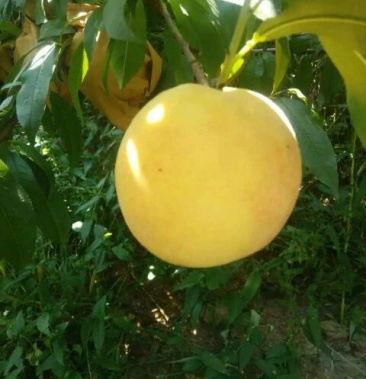 金皇后黄桃,个大味香,色泽金黄,口感脆甜.