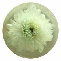 菊花茶一级