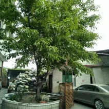 黄葛树3m以上
