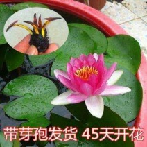 池塘水池大睡莲睡莲根块水培植物水生根块大睡莲花根