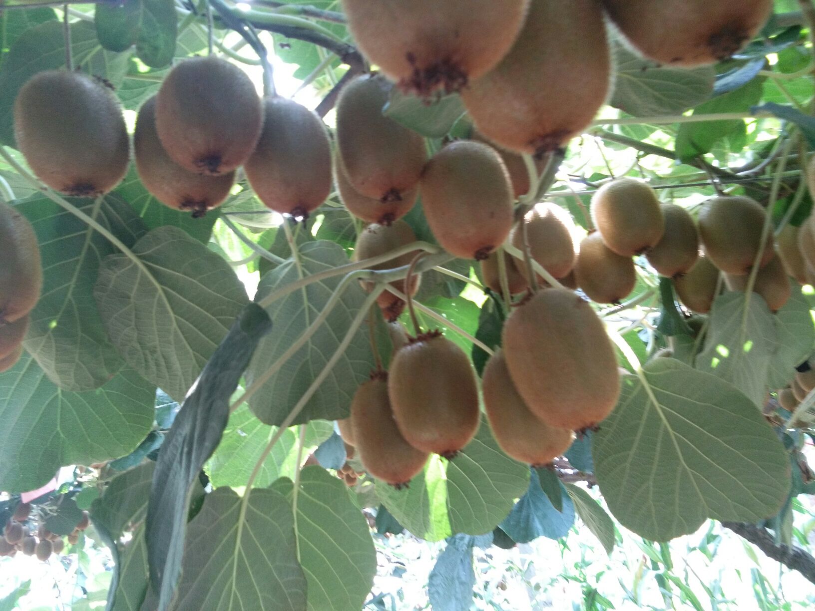 一篮刚从藤上采摘下来的成熟海沃德猕猴桃,果实饱满均匀,表皮呈深褐色,覆盖细腻绒毛,部分果实切开展示内部翠绿色果肉与黑色种子的放射状结构,背景为清晨露珠未干的果园场景 成熟采摘的海沃德猕猴桃果实特写