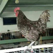 脱温鸡500克以下脱温苗通货