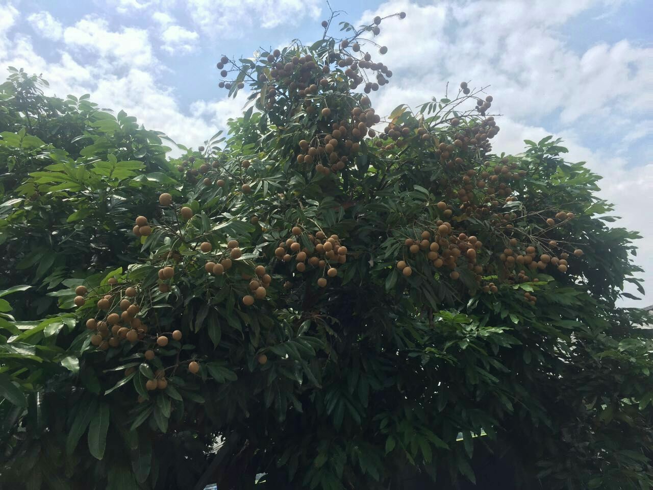 一片三年生龙眼园中,部分植株已抽生花穗,花序呈圆锥状下垂,花朵细小白色,树体整体长势旺盛,土壤表面覆盖黑色地膜用于抑草保湿,远处可见自动喷灌设备正在运行 桂圆结果初期果园实景