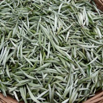 普洱茶特级