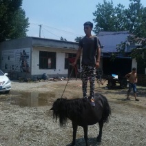 矮马200~300kg