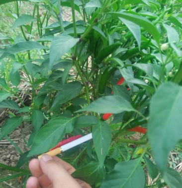 艳红辣椒510厘米特辣红