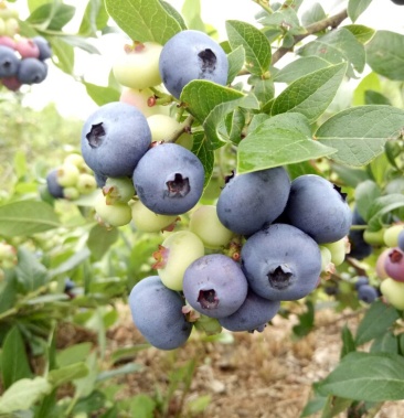 长白山 北蓝蓝莓 鲜果 12~14mm以上