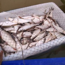 鳊鱼25~30cm食用活鱼