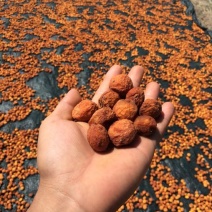 杏干