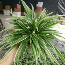 吊兰30~50cm