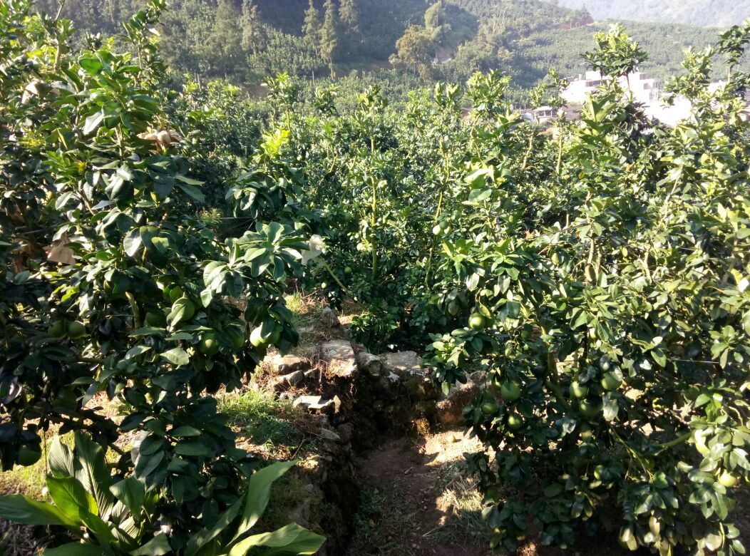 福建省漳州市平和县连片种植的琯溪蜜柚果园,秋季果实挂满枝头,绿叶与黄果交相辉映,远处可见丘陵地貌与蜿蜒村道,阳光充足,生态环境优良 琯溪蜜柚果园航拍图