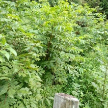 青钱柳茶二级