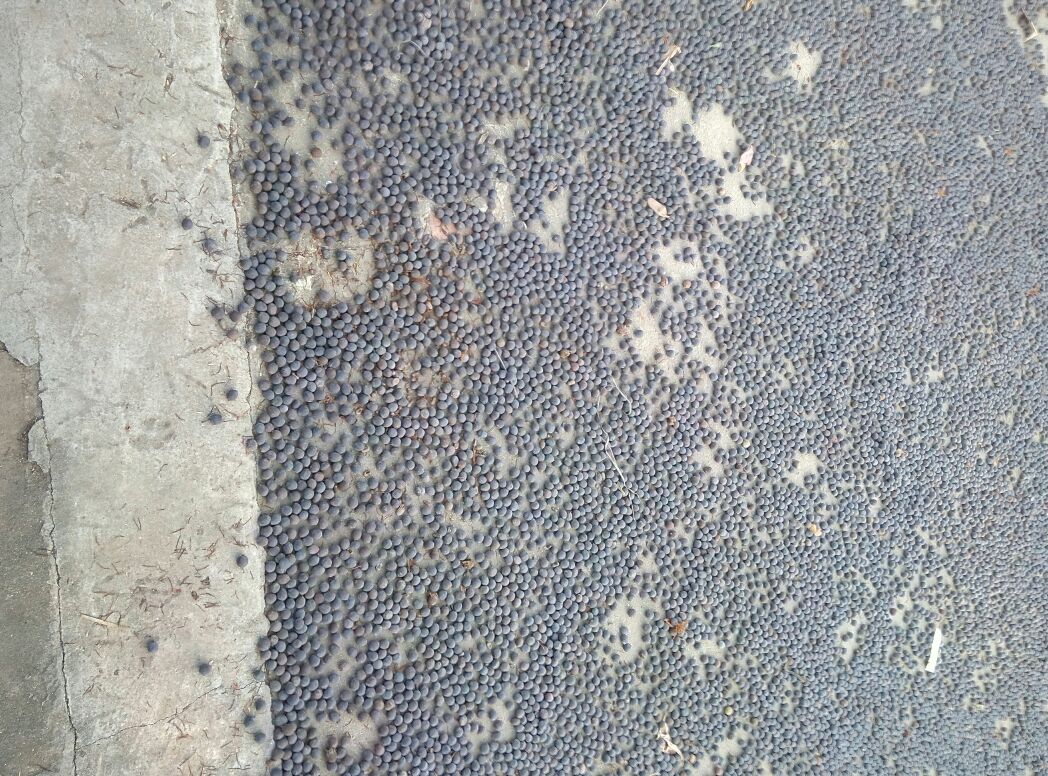 湖南湘莲文化节现场,展示湘莲文化与产业融合的成果,游客体验莲文化互动活动 湘莲文化节活动现场