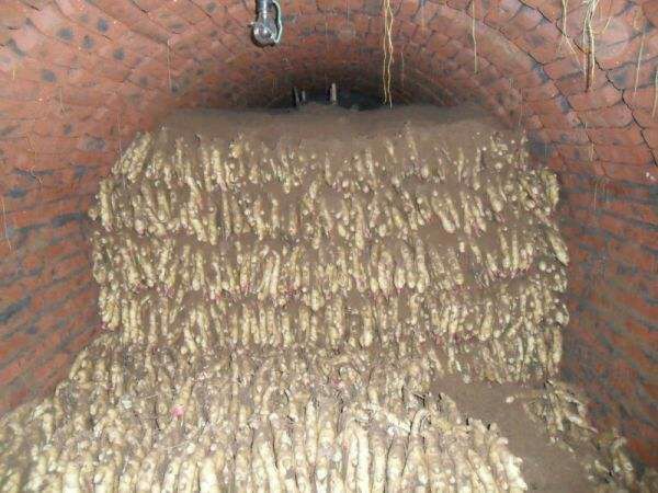 生姜沙埋储存示意图