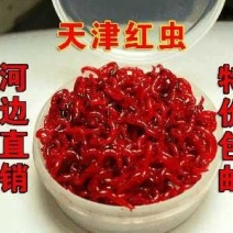 鱼饵