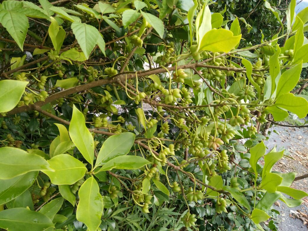 一株成熟的八角树,枝头挂满红色星状果实,果实呈典型的八角形,表面光滑有光泽,背景为亚热带山地森林环境,阳光透过树叶洒在果实上,清晰展示八角的自然生长状态 八角植株与果实特写