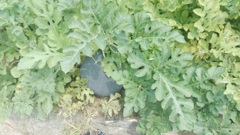 不同除草剂类型示意图