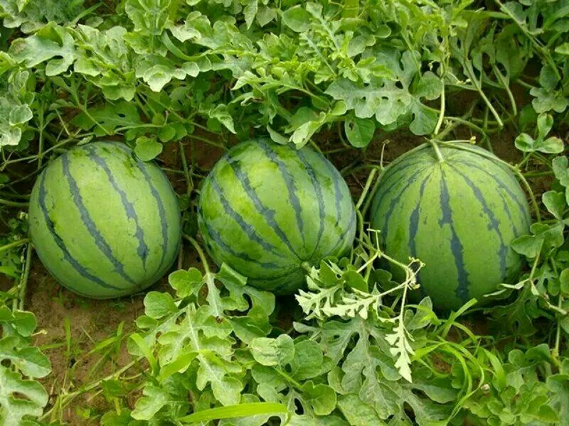 西瓜种植过程中可能使用植物生长调节剂 西瓜种植过程