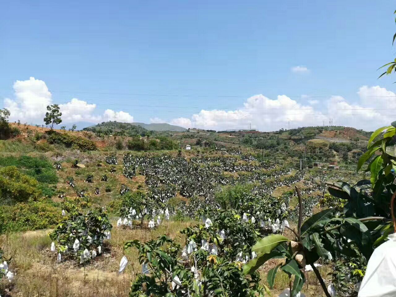 凯特芒果园航拍景观