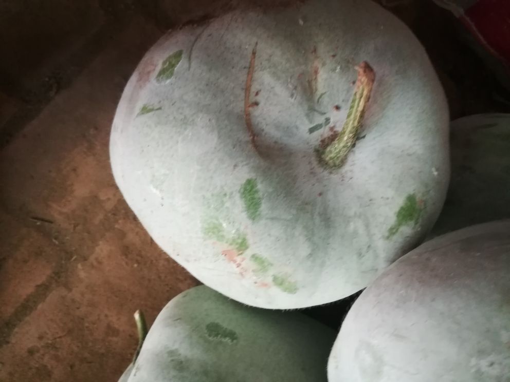 白皮冬瓜特写