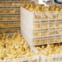 鹅苗250g以下